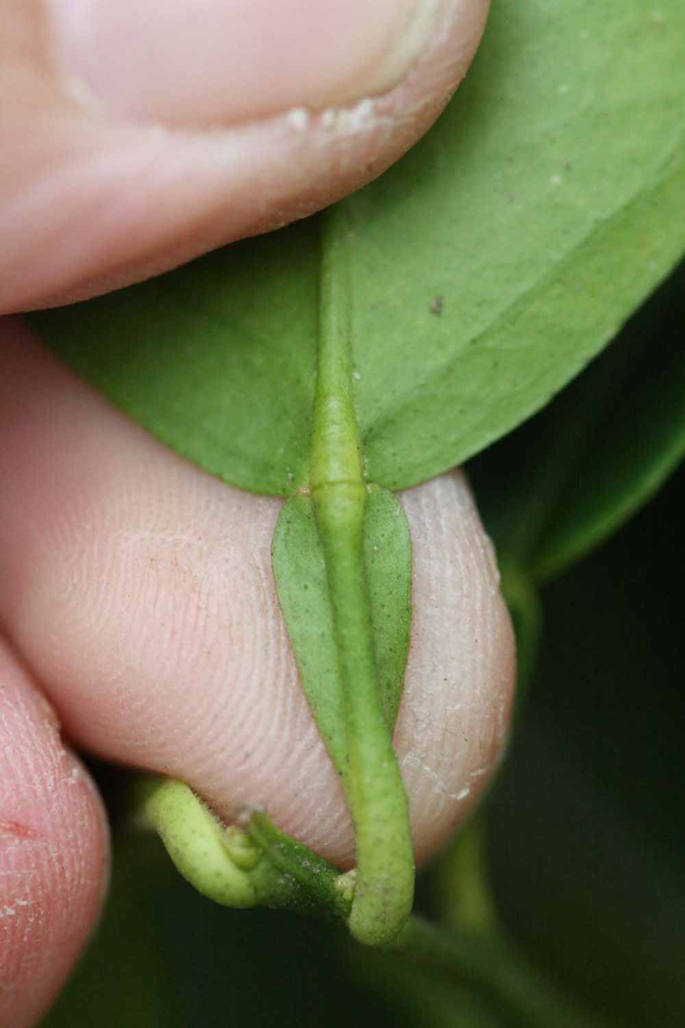              叶柄 (Riverside, CA)       